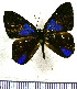 (Euselasia corduena - JFDA2276)  @11 [ ] by-nc-sa (2025) Jean F. Le Crom Jean F. Le Crom