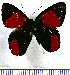  (Euselasia erythraea - JFDA2283)  @11 [ ] by-nc-sa (2025) Jean F. Le Crom Jean F. Le Crom