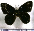  (Euselasia charilis - JFDA2287)  @11 [ ] by-nc-sa (2025) Jean F. Le Crom Jean F. Le Crom