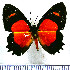  (Methone cecilia magnarea - JFDA2309)  @11 [ ] by-nc-sa (2025) Jean F. Le Crom Jean F. Le Crom