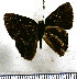  (Euselasia baucis - JFDA2313)  @11 [ ] by-nc-sa (2025) Jean F. Le Crom Jean F. Le Crom