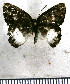  (Euselasia dolichos - JFDA2314)  @11 [ ] by-nc-sa (2025) Jean F. Le Crom Jean F. Le Crom