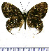  (Euselasia effima - JFDA2316)  @11 [ ] by-nc-sa (2025) Jean F. Le Crom Jean F. Le Crom