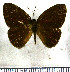  (Euselasia eulione - JFDA2320)  @11 [ ] by-nc-sa (2025) Jean F. Le Crom Jean F. Le Crom