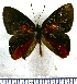  ( - JFDA2337)  @11 [ ] by-nc-sa (2025) Jean F. Le Crom Jean F. Le Crom