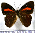  (Erythia archelaus - JFDA2345)  @11 [ ] by-nc-sa (2025) Jean F. Le Crom Jean F. Le Crom