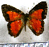  (Erythia labdacus - JFDA2350)  @11 [ ] by-nc-sa (2025) Jean F. Le Crom Jean F. Le Crom