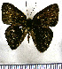  (Erythia venezolana - JFDA2354)  @11 [ ] by-nc-sa (2025) Jean F. Le Crom Jean F. Le Crom
