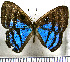  (Ectosemia attavus - JFDA2370)  @11 [ ] by-nc-sa (2025) Jean F. Le Crom Jean F. Le Crom