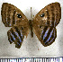  ( - JFDA2372)  @11 [ ] by-nc-sa (2025) Jean F. Le Crom Jean F. Le Crom