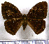  (Ectosemia eurythmia - JFDA2373)  @11 [ ] by-nc-sa (2025) Jean F. Le Crom Jean F. Le Crom