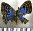  (Mesosemia metura - JFDA2379)  @11 [ ] by-nc-sa (2025) Jean F. Le Crom Jean F. Le Crom
