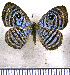  (Mesosemia cyanira - JFDA2381)  @11 [ ] by-nc-sa (2025) Jean F. Le Crom Jean F. Le Crom