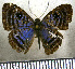 ( - JFDA2383)  @11 [ ] by-nc-sa (2025) Jean F. Le Crom Jean F. Le Crom