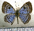  (Mesosemia mesoba - JFDA2385)  @11 [ ] by-nc-sa (2025) Jean F. Le Crom Jean F. Le Crom