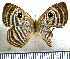  (Mesosemia jucunda - JFDA2386)  @11 [ ] by-nc-sa (2025) Jean F. Le Crom Jean F. Le Crom