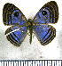  (Mesosemia dulcis - JFDA2387)  @11 [ ] by-nc-sa (2025) Jean F. Le Crom Jean F. Le Crom