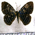  (Mesosemia maeotis - JFDA2388)  @11 [ ] by-nc-sa (2025) Jean F. Le Crom Jean F. Le Crom