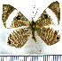  (Mesosemia methion - JFDA2397)  @11 [ ] by-nc-sa (2025) Jean F. Le Crom Jean F. Le Crom