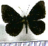  (Mesosemia melpia - JFDA2406)  @11 [ ] by-nc-sa (2025) Jean F. Le Crom Jean F. Le Crom
