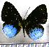  (Mesosemia zanoa - JFDA2409)  @11 [ ] by-nc-sa (2025) Jean F. Le Crom Jean F. Le Crom