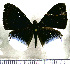  (Mesosemia olivencia - JFDA2412)  @11 [ ] by-nc-sa (2025) Jean F. Le Crom Jean F. Le Crom
