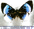  (Mesosemia philocles - JFDA2413)  @11 [ ] by-nc-sa (2025) Jean F. Le Crom Jean F. Le Crom