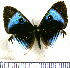  (Mesosemia philocles - JFDA2415)  @11 [ ] by-nc-sa (2025) Jean F. Le Crom Jean F. Le Crom