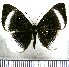  (Mesosemia machaera - JFDA2416)  @11 [ ] by-nc-sa (2025) Jean F. Le Crom Jean F. Le Crom