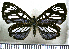  (Ithomiola callixena - JFDA2515)  @11 [ ] by-nc-sa (2025) Jean F. Le Crom Jean F. Le Crom