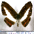  (Nymphidium azanoides occidentalis - JFDA2527)  @11 [ ] by-nc-sa (2025) Jean F. Le Crom Jean F. Le Crom