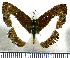  (Nymphidium azanoides - JFDA2529)  @11 [ ] by-nc-sa (2025) Jean F. Le Crom Jean F. Le Crom