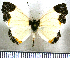  (Nymphidium medusa - JFDA2539)  @11 [ ] by-nc-sa (2025) Jean F. Le Crom Jean F. Le Crom