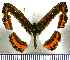  (Nymphidium carmentis - JFDA2550)  @11 [ ] by-nc-sa (2025) Jean F. Le Crom Jean F. Le Crom