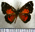  (Parvospila cilissa - JFDA2561)  @11 [ ] by-nc-sa (2025) Jean F. Le Crom Jean F. Le Crom