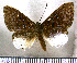  (Livendula pauxilla - JFDA2574)  @11 [ ] by-nc-sa (2025) Jean F. Le Crom Jean F. Le Crom