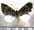  (Livendula violacea - JFDA2576)  @11 [ ] by-nc-sa (2025) Jean F. Le Crom Jean F. Le Crom
