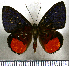  (Hypophylla florus - JFDA2588)  @11 [ ] by-nc-sa (2025) Jean F. Le Crom Jean F. Le Crom