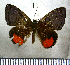  (Hypophylla sudias - JFDA2589)  @11 [ ] by-nc-sa (2025) Jean F. Le Crom Jean F. Le Crom