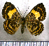  (Calospila martialis - JFDA2592)  @11 [ ] by-nc-sa (2025) Jean F. Le Crom Jean F. Le Crom