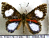  (Calliona siaka - JFDA2597)  @11 [ ] by-nc-sa (2025) Jean F. Le Crom Jean F. Le Crom