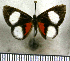  (Calliona irene - JFDA2598)  @11 [ ] by-nc-sa (2025) Jean F. Le Crom Jean F. Le Crom