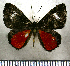  (Calliona - JFDA2600)  @11 [ ] by-nc-sa (2025) Jean F. Le Crom Jean F. Le Crom