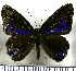 (Setabis - JFDA2619)  @11 [ ] by-nc-sa (2025) Jean F. Le Crom Jean F. Le Crom
