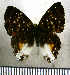  ( - JFDA2629)  @11 [ ] by-nc-sa (2025) Jean F. Le Crom Jean F. Le Crom