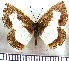  (Juditha dorilis - JFDA2639)  @11 [ ] by-nc-sa (2025) Jean F. Le Crom Jean F. Le Crom
