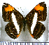  (Synargis phliasus - JFDA2659)  @11 [ ] by-nc-sa (2025) Jean F. Le Crom Jean F. Le Crom