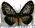  (Nahida - JFDA2668)  @11 [ ] by-nc-sa (2025) Jean F. Le Crom Jean F. Le Crom