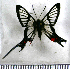  (Chorinea batesii - JFDA2672)  @11 [ ] by-nc-sa (2025) Jean F. Le Crom Jean F. Le Crom