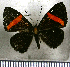  (Crocozona pheretima - JFDA2682)  @11 [ ] by-nc-sa (2025) Jean F. Le Crom Jean F. Le Crom